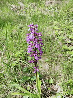 Orchis male - Orchis mascula (ph. Mrugala F., Affoux, mai 2024)(1)